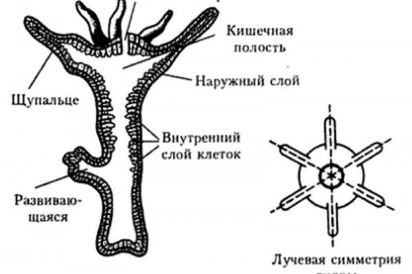 Кракен с айфона