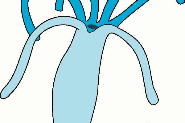 Kraken ссылка зеркало официальный