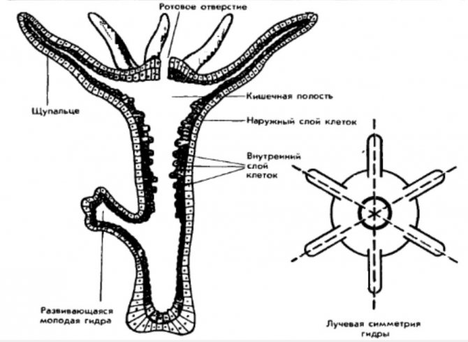 Кракен актуальные